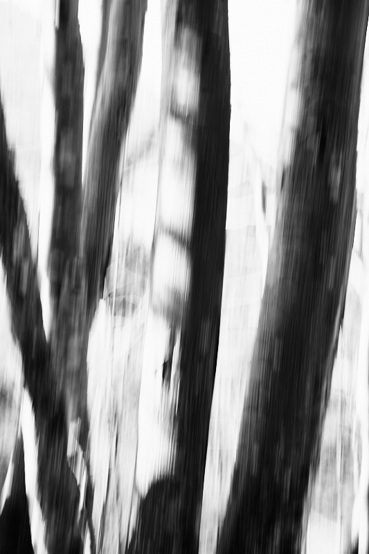 02./03.2024 Urlaub Allgäu; 3 Bäume aus gemeinsamer Wurzel; Unscharf durch vertikale Kamerabewegung;